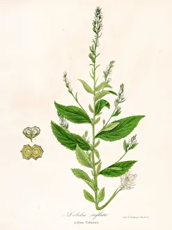 Indian tobacco botanical engraving 1843 Indian tobacco botanical engraving 1843