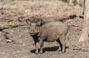 Indian Wild Boar -Sus scrofa cristatus-, Nagarhole National Park, Karnataka, India Indian Wild Boar -Sus scrofa cristatus-, Nagarhole National Park, Karnataka, India