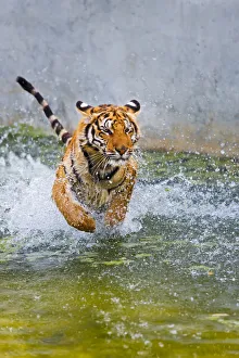 Indochinese or Corbetts Tiger Running In Water Indochinese or Corbetts Tiger Running In Water
