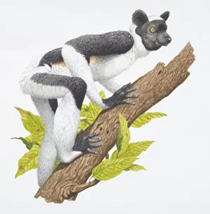 Indri indri, a dark brown and white lemur, side view Indri indri, a dark brown and white lemur, side view