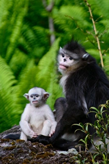 Infant Black Snub-Nosed Monkey and Mother Infant Black Snub-Nosed Monkey and Mother