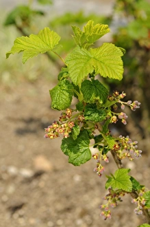 Inflorescence of the red currant -Ribes rubrum-, Europe Inflorescence of the red currant -Ribes rubrum-, Europe