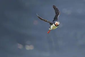Ingolfshofdi, southern Iceland. Atlantic puffin Ingolfshofdi, southern Iceland. Atlantic puffin