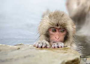 <b class=qtipBold><figcaption>Innocence</figcaption></b><br>The snow monkey at Jigokudani hot spring in Nagano have become notable for their winter visits to the spa. I have been thinking about this trip for more than one year, finally made the trip. More than 1, 000 pictures had been taken at the park, simply because these monkeys are so cute and eyes-catching everywhere and every moment.<br><em>© Alan Tsai 2012, All Rights Reserved</em> Innocence