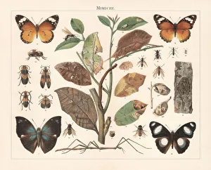 Insect Mimicry, lithograph, published in 1897 Insect Mimicry, lithograph, published in 1897