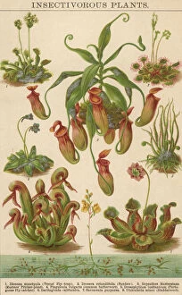 Images Dated 7th July 2010: Insectivorous Plants