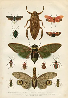 <b class=qtipBold><figcaption>Insects cicada bug beetle 1881</figcaption></b><br>Steel engraving of different insects<br><em>© Grafissimo</em> Insects cicada bug beetle 1881
