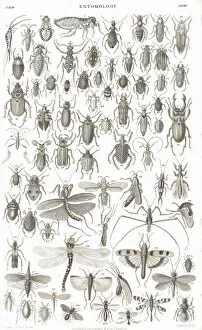 Images Dated 30th April 2012: Insects old litho print from 1852