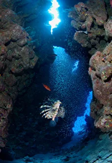 <b class=qtipBold><figcaption>Inside canyon</figcaption></b><br>Lion fish hunting in underwater canyon.<br><em>© Andrey Narchuk</em> Inside canyon