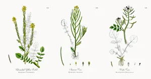 Intermediate Yellow Rocket, Barbarea intermedia, Victorian Botanical Illustration, 1863 Intermediate Yellow Rocket, Barbarea intermedia, Victorian Botanical Illustration, 1863