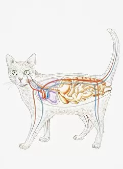 Internal anatomy of domestic cat (Felis catus), showing organs