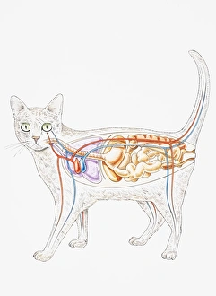 Internal anatomy of domestic cat (Felis catus), showing organs Internal anatomy of domestic cat (Felis catus), showing organs