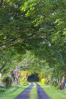 Ireland, County Donegal, Fanad, country road Ireland, County Donegal, Fanad, country road