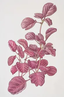 Iresine herbstii, Beefsteak Plant or Bloodleaf, front view Iresine herbstii, Beefsteak Plant or Bloodleaf, front view