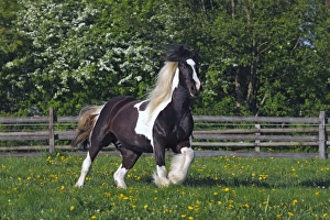 Irish Tinker horse -Equus przewalskii f. caballus-, mare Irish Tinker horse -Equus przewalskii f. caballus-, mare
