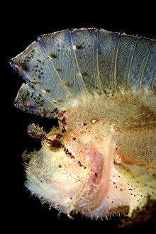 <b class=qtipBold><figcaption>Iroquois</figcaption></b><br>Leaf fish portraitunderwater, wildlife.<br><em>© Andrey Narchuk</em> Iroquois