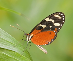 Ismenius Tiger or Tiger Heliconian -Heliconius ismenius-, captive, Thuringia, Germany Ismenius Tiger or Tiger Heliconian -Heliconius ismenius-, captive, Thuringia, Germany