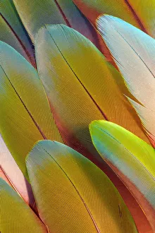 <b class=qtipBold><figcaption>Issaquah, Washington State, USA</figcaption></b><br>Green Parrot Feather Design<br><em>© This content is subject to copyright.</em> Issaquah, Washington State, USA