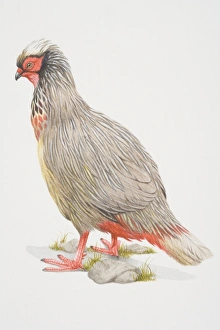 Ithaginis cruentus, Blood Pheasant, side view Ithaginis cruentus, Blood Pheasant, side view