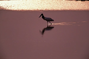 Jabiru stork (Jabiru mycteria) wading on floodplain, Venezuela Jabiru stork (Jabiru mycteria) wading on floodplain, Venezuela