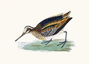 Sandpipers Gallery: Jack Snipe Collection