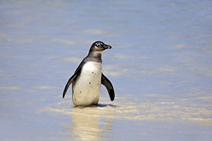 Jackass Penguin, Black-footed Penguin or African Penguin -Spheniscus demersus-, adult Jackass Penguin, Black-footed Penguin or African Penguin -Spheniscus demersus-, adult