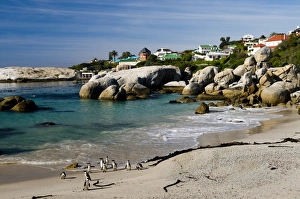Jackass Penguins -Spheniscus demersus-, Boulders Beach, Simons Town, Western Cape Jackass Penguins -Spheniscus demersus-, Boulders Beach, Simons Town, Western Cape