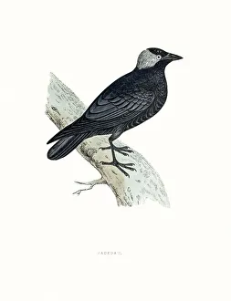 <b class=qtipBold><figcaption>Jackdaw</figcaption></b><br>A photograph of an original hand-colored engraving from The History of British Birds by Morris published in 1853-1891.<br><em>© mashuk</em> Jackdaw
