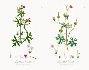Jagged-leaved Cranesbill, Geranium dissectum, Victorian Botanical Illustration, 1863 Jagged-leaved Cranesbill, Geranium dissectum, Victorian Botanical Illustration, 1863