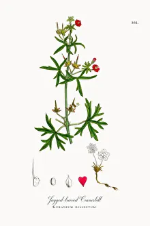 Jagged-leaved Cranesbill, Geranium dissectum, Victorian Botanical Illustration, 1863 Jagged-leaved Cranesbill, Geranium dissectum, Victorian Botanical Illustration, 1863