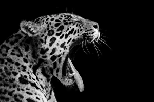<b class=qtipBold><figcaption>Jaguar</figcaption></b><br>Jaguar Black and White Side Profile Yawning.<br><em>© 2015 Stephen Bridson Photography</em> Jaguar