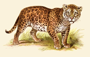 Jaguar illustration 1888 Jaguar illustration 1888