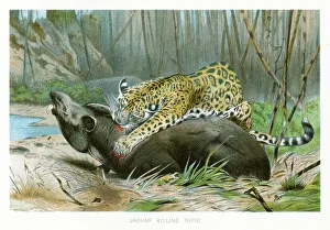 Jaguar killing tapir chromolithograph 1896 Jaguar killing tapir chromolithograph 1896