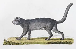 Jaguarundi (Felis Yaguarundi Lacep), hand-coloured copperplate engraving from Friedrich Jaguarundi (Felis Yaguarundi Lacep), hand-coloured copperplate engraving from Friedrich