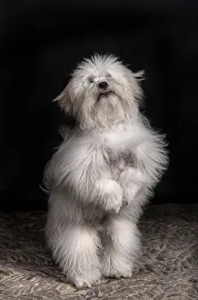 <b class=qtipBold><figcaption>jairo . coton de tulear 2</figcaption></b><br>tretrato de perro de la raza coton de tulear en estudio de pie sobre dos patas.studio dog portrait<br><em>© 2013silversaltphoto</em> jairo . coton de tulear 2