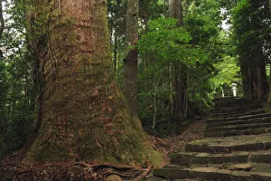 Japan, Wakayama, Kumano Kodo, Daimonzaka Slope, Stepped walkway in forest Japan, Wakayama, Kumano Kodo, Daimonzaka Slope, Stepped walkway in forest