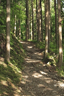Japan, Wakayama Prefecture, Kumano Kodo, Footpath passing through forest Japan, Wakayama Prefecture, Kumano Kodo, Footpath passing through forest