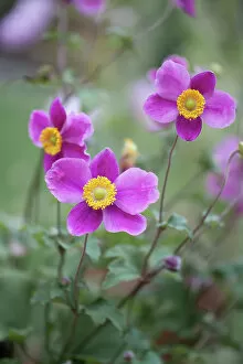 Images Dated 24th January 2018: Japanese Anemones