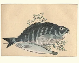 Japanese art, A stidy of fish by Utagawa Hiroshige Japanese art, A stidy of fish by Utagawa Hiroshige