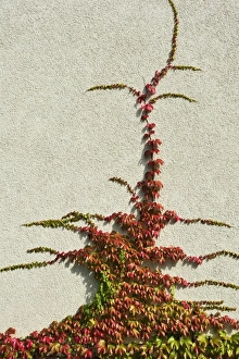 Japanese creeper, Boston ivy, Grape ivy, Japanese ivy (Parthenocissus tricuspidata Japanese creeper, Boston ivy, Grape ivy, Japanese ivy (Parthenocissus tricuspidata