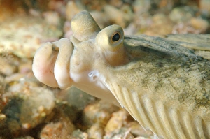 Japanese flounder -Pleuronectes japonicus-, Sea of Japan, Far East, Primorsky Krai Japanese flounder -Pleuronectes japonicus-, Sea of Japan, Far East, Primorsky Krai