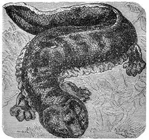 Japanese giant salamander (Andrias japonicus)