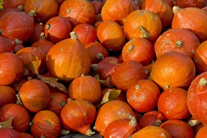 Japanese Hokkaido pumpkins -Cucurbita maxima-, Baden-Wuerttemberg, Germany, Europe Japanese Hokkaido pumpkins -Cucurbita maxima-, Baden-Wuerttemberg, Germany, Europe