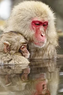 <b class=qtipBold><figcaption>Japanese Macaque (Macaca fuscata)</figcaption></b><br>A female Japanese Macaque holds her infant close in a hot spring in the Jigokudani Reserve, Japan.<br><em>© Ben Cranke</em> Japanese Macaque (Macaca fuscata)