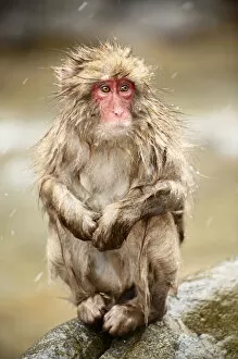 Japanese Macaque (Macaca fuscata), Jigokudani