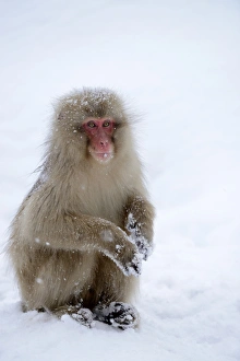 Japanese Macaque or Snow Monkey -Macaca fuscata-, sitting on snow, Affenpark Jigokudani Japanese Macaque or Snow Monkey -Macaca fuscata-, sitting on snow, Affenpark Jigokudani