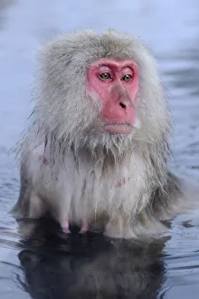 Japanese Macaque in Hot Spring, Jigokudani, Nagano Japan