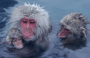 Images Dated 20th March 2006: Three Japanese macaques (Macaca fuscata) monkeys in hot spring