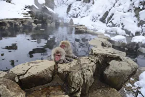 Japanese Macaques or Snow Monkeys -Macaca fuscata-, taking a bath in a hot spring Japanese Macaques or Snow Monkeys -Macaca fuscata-, taking a bath in a hot spring
