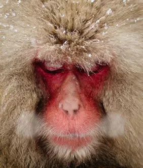Images Dated 24th December 2013: Japanese Snow Monkey breathing in cold winter air